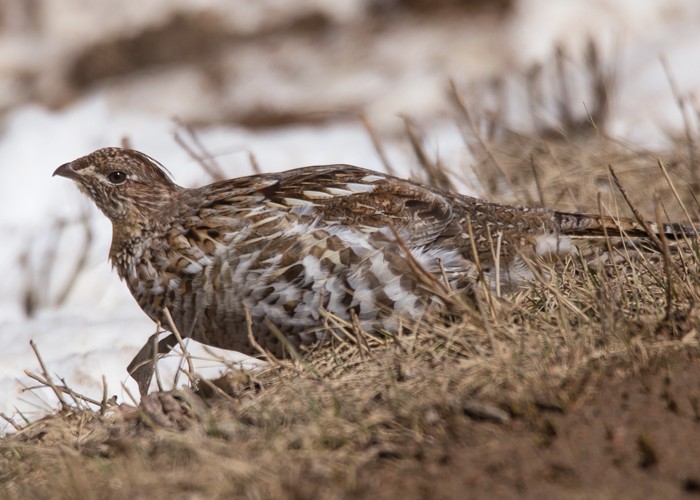 Ruffed Grouse - ML95426271