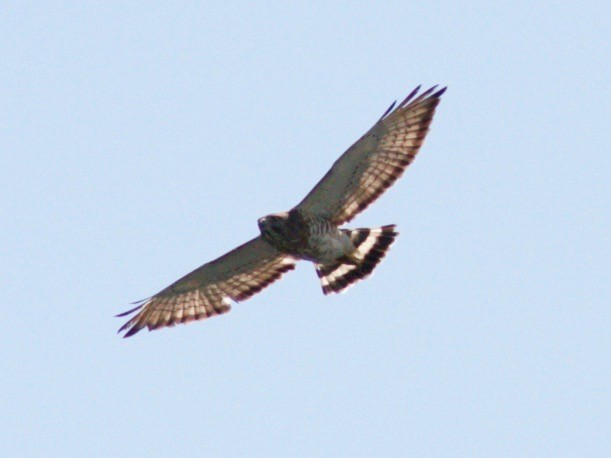 Broad-winged Hawk - ML95427171