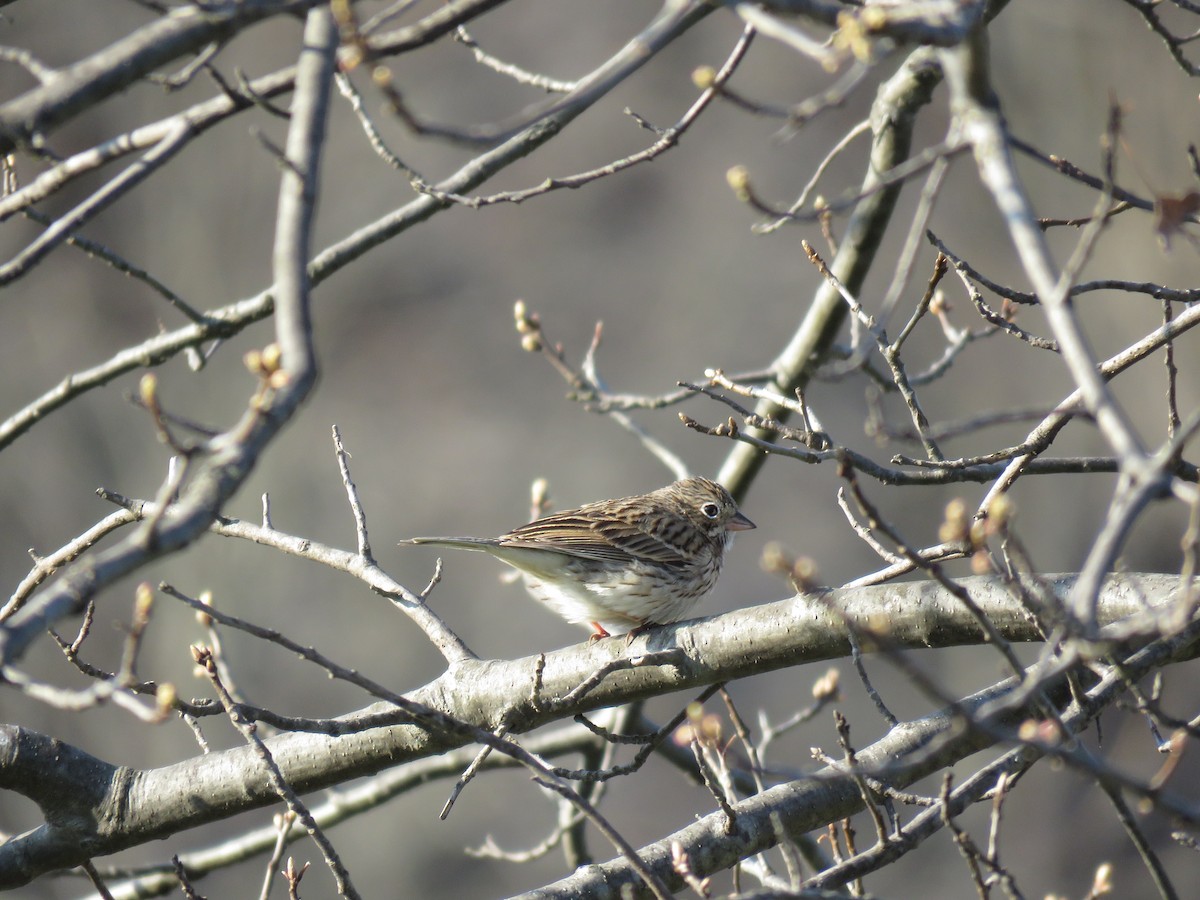 Vesper Sparrow - ML95427181