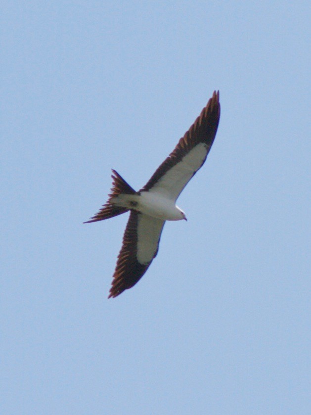 Swallow-tailed Kite - ML95427231