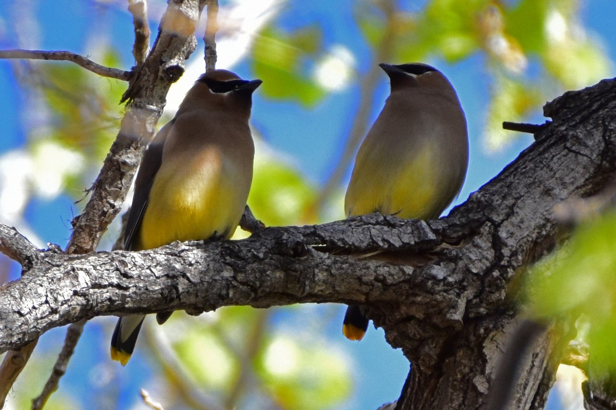 Cedar Waxwing - Nate Gowan