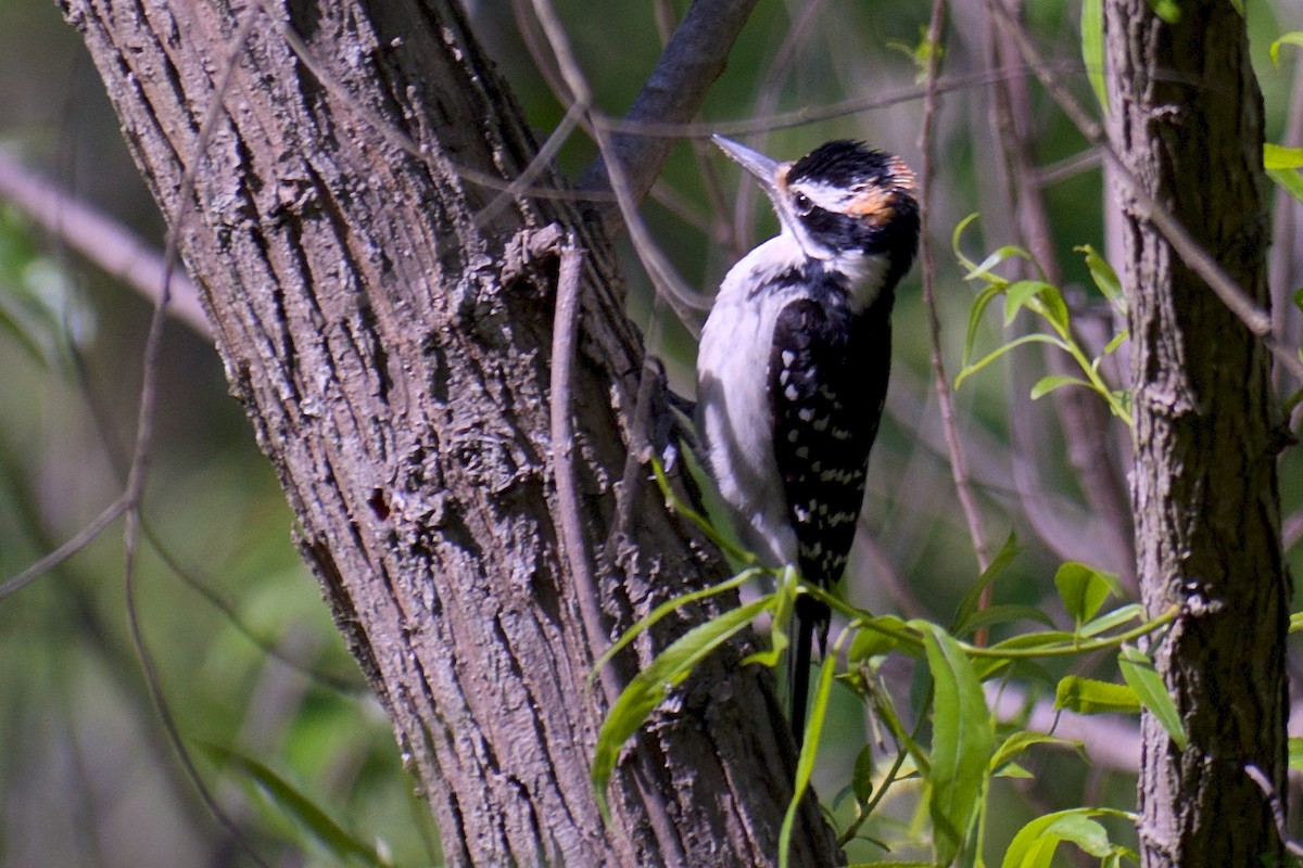 Hairy Woodpecker - ML95428031
