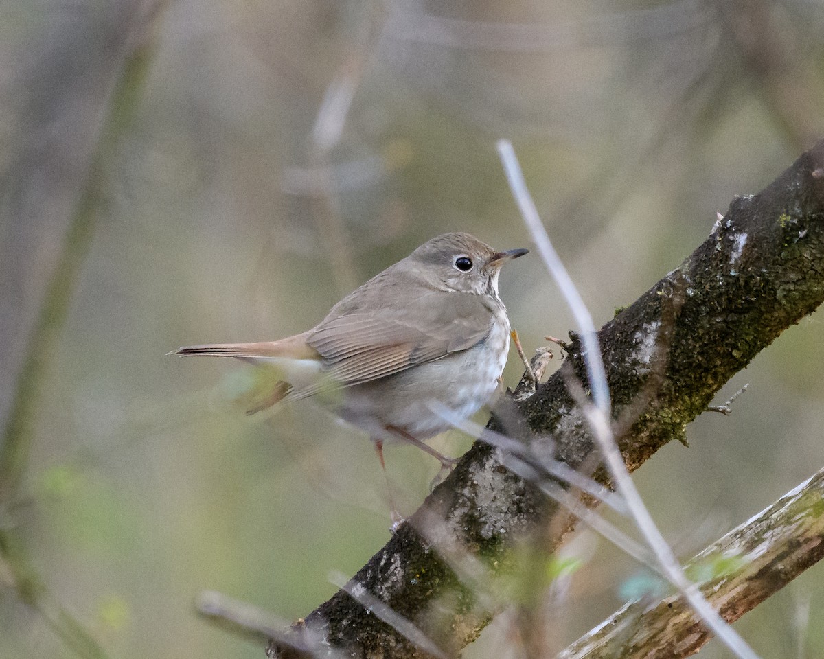 Hermit Thrush - ML95428041