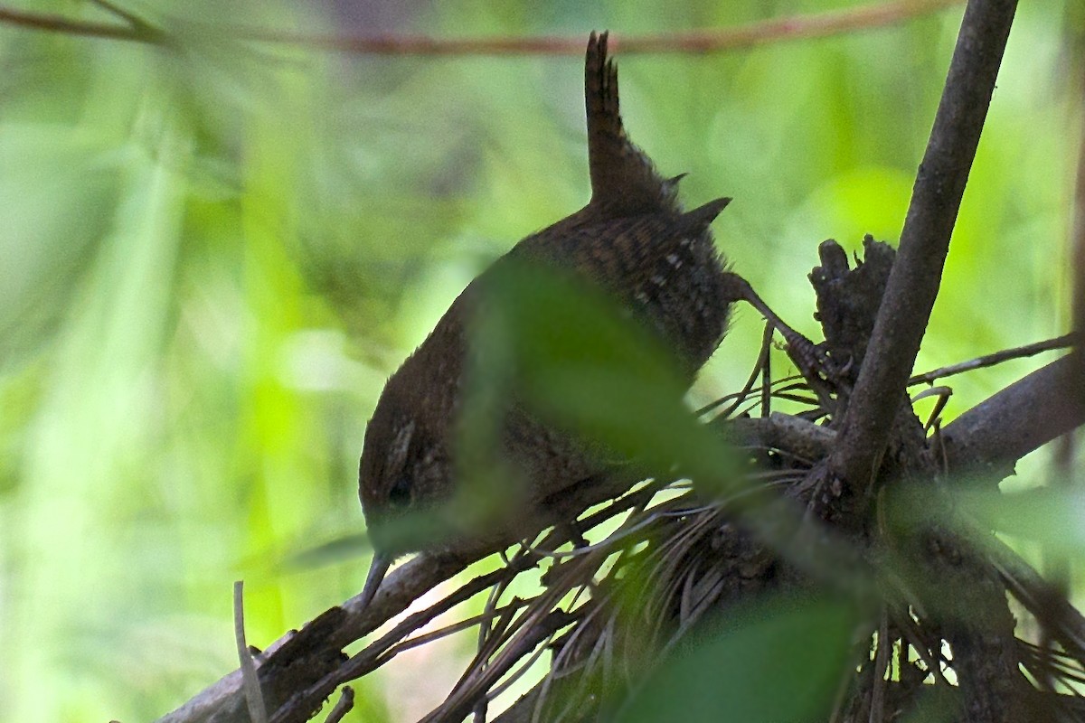 Winter Wren - ML95428101
