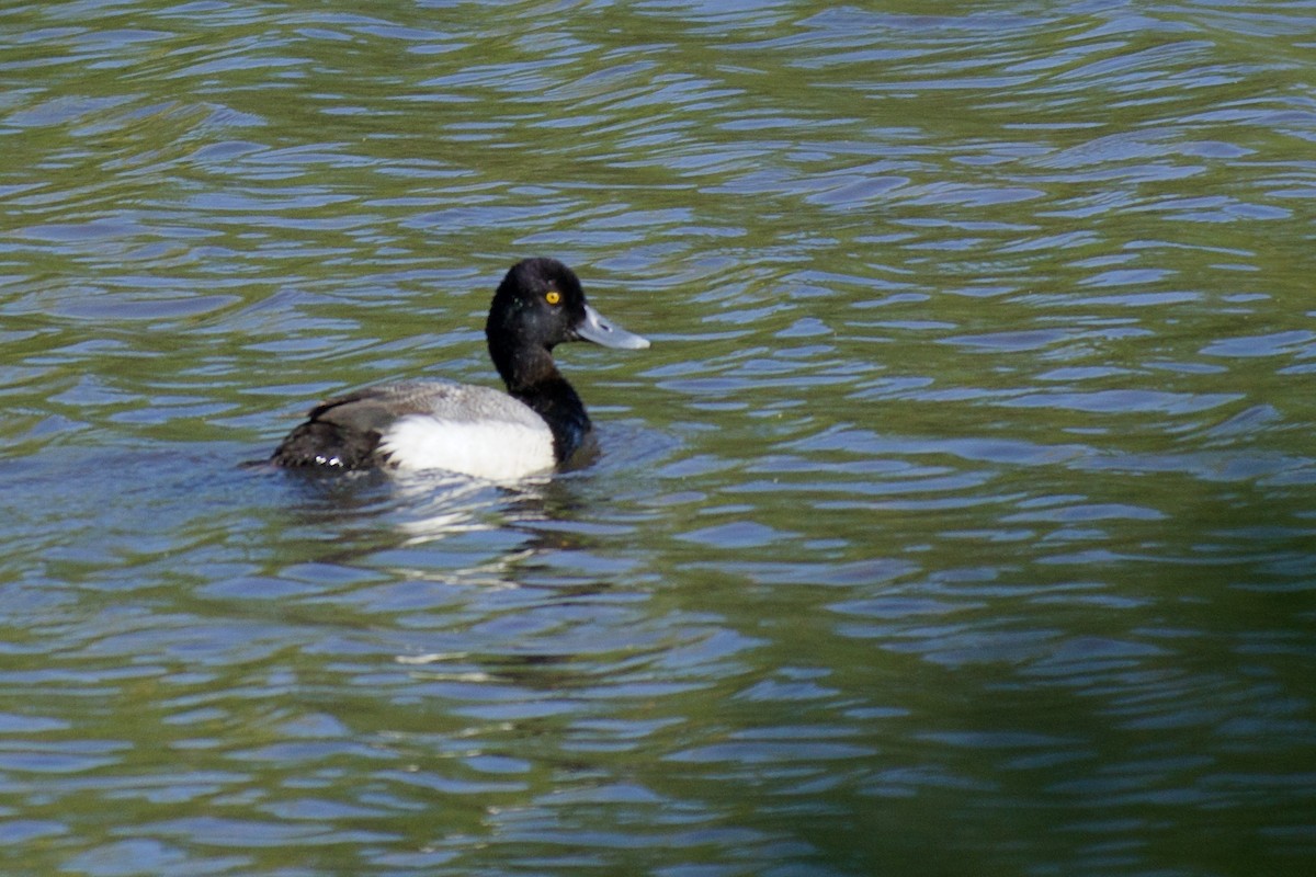 Lesser Scaup - ML95428421