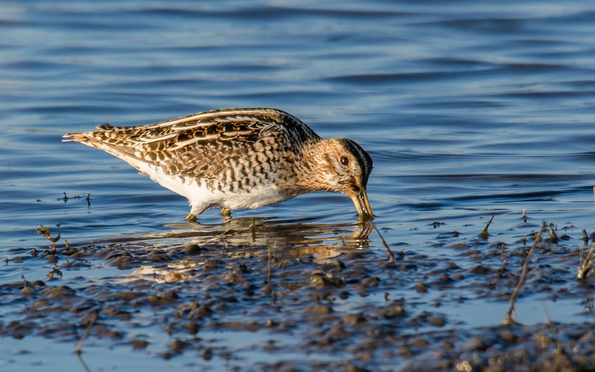 Wilson's Snipe - Chris Fagyal