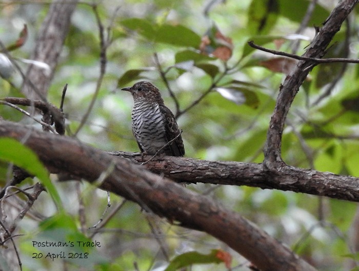 Brush Cuckoo - ML95430151