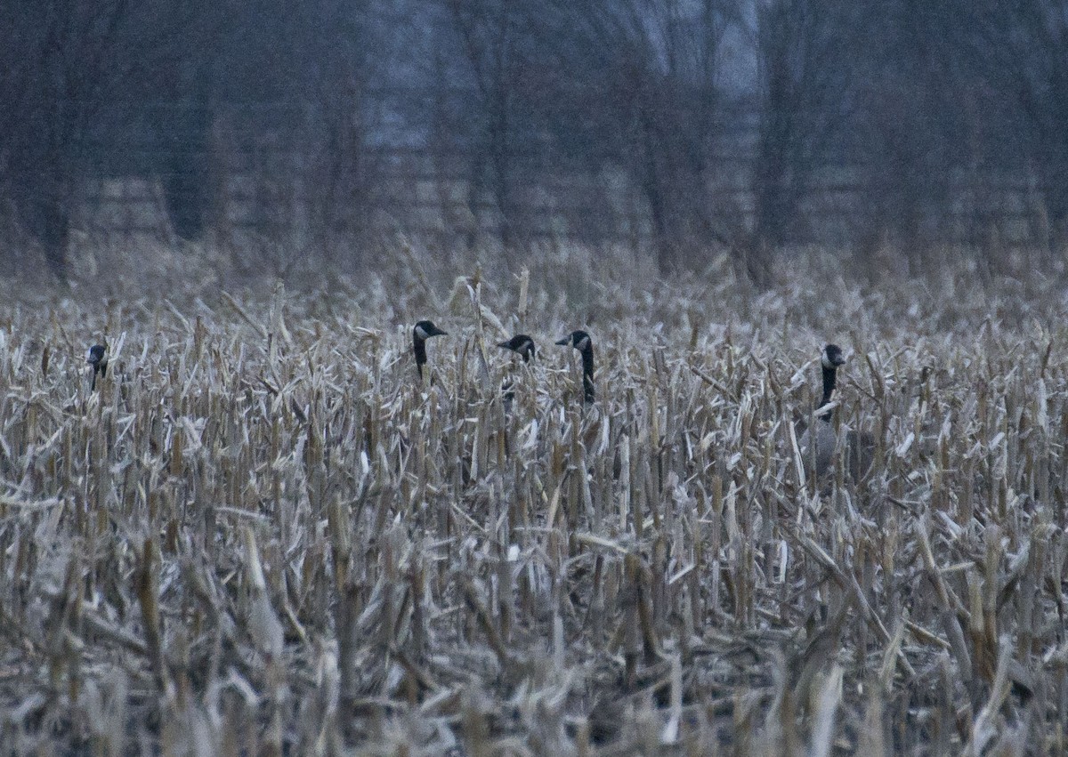 Canada Goose - ML95431071