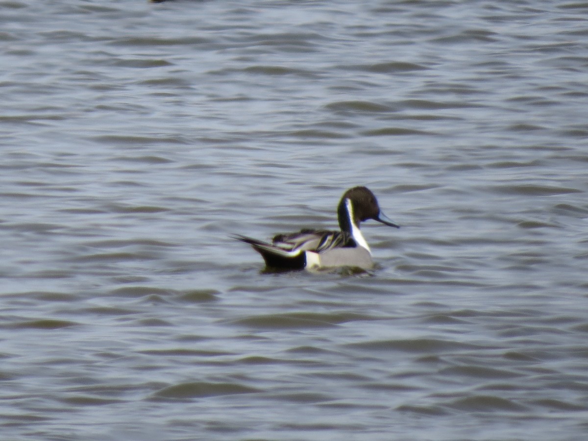 Northern Pintail - ML95431421