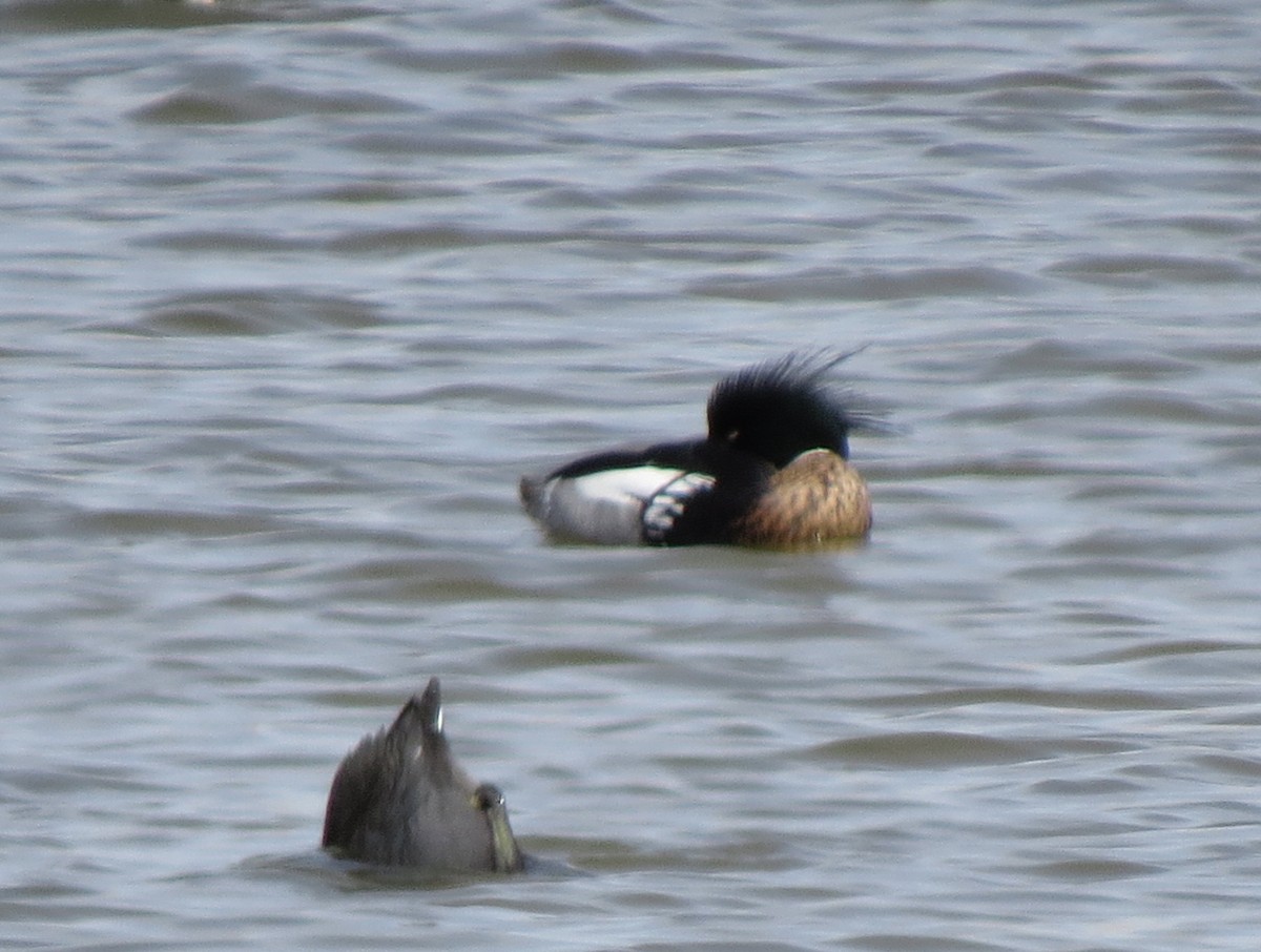 Red-breasted Merganser - ML95431541