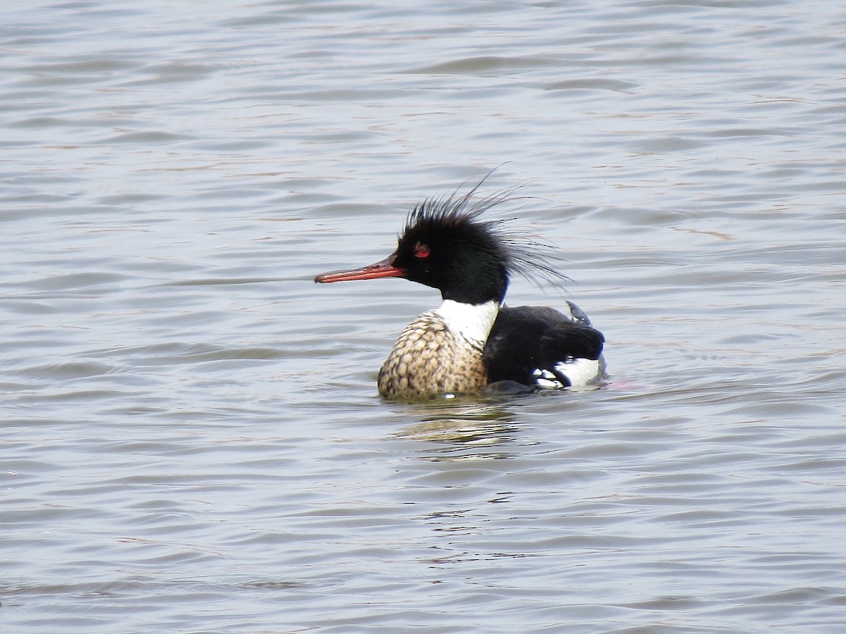 Red-breasted Merganser - Marya Moosman