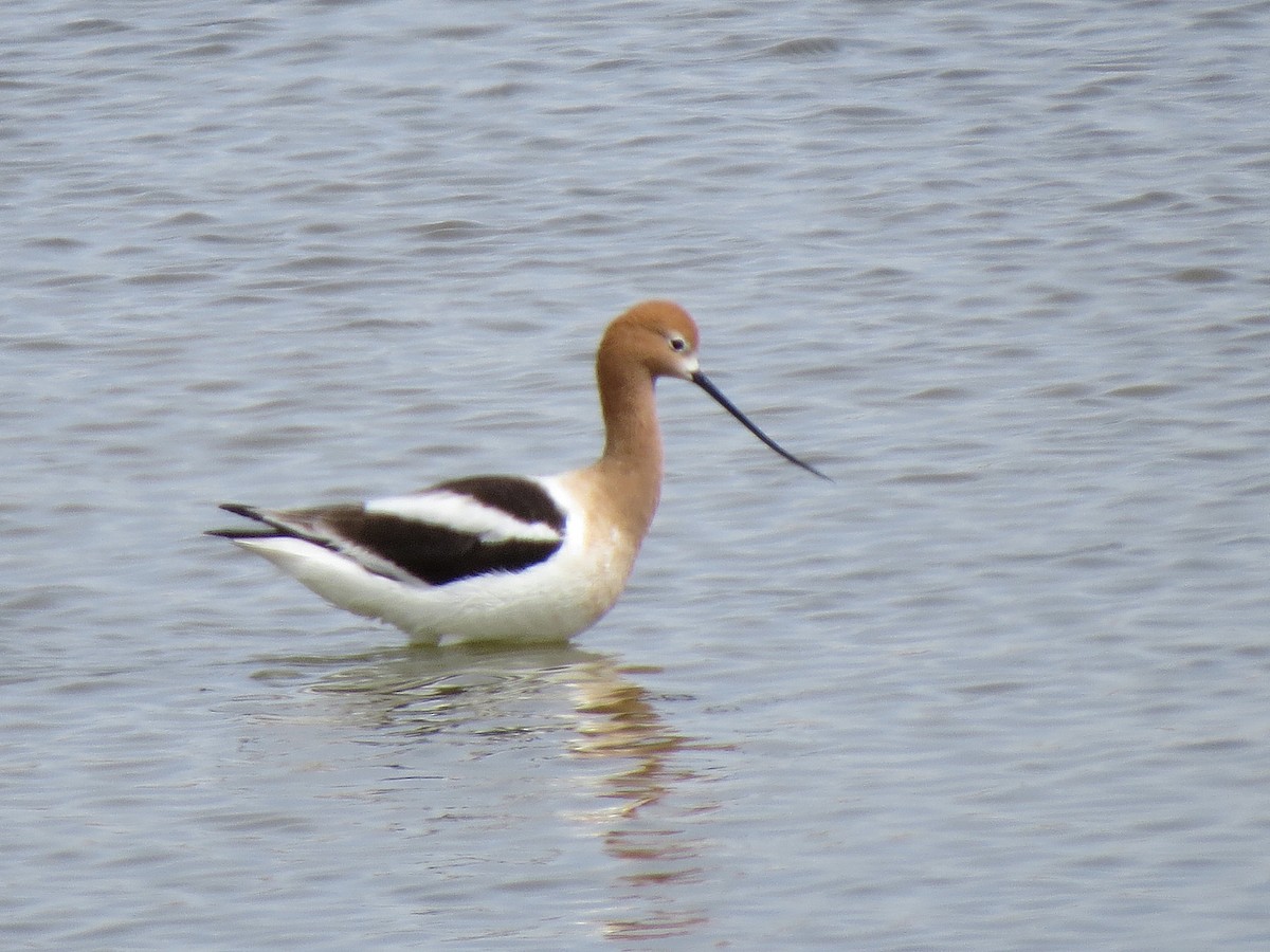 American Avocet - ML95431681