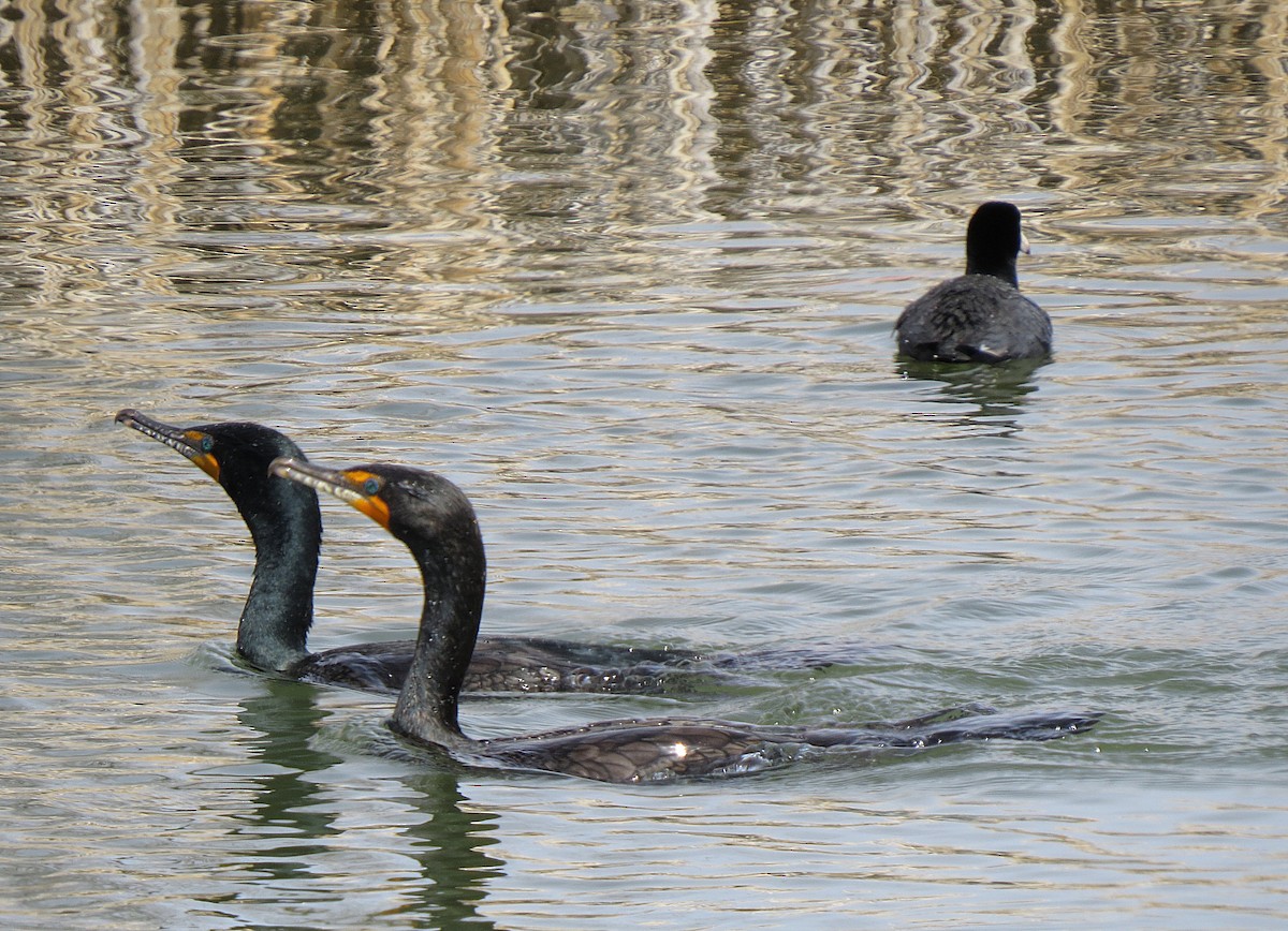 Double-crested Cormorant - ML95432001