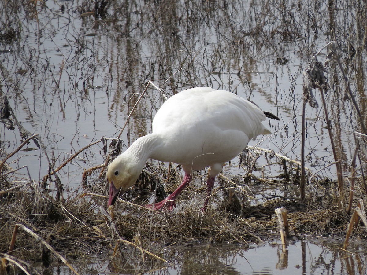 Snow Goose - ML95432361