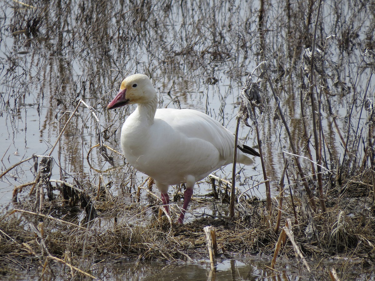 Snow Goose - ML95432381