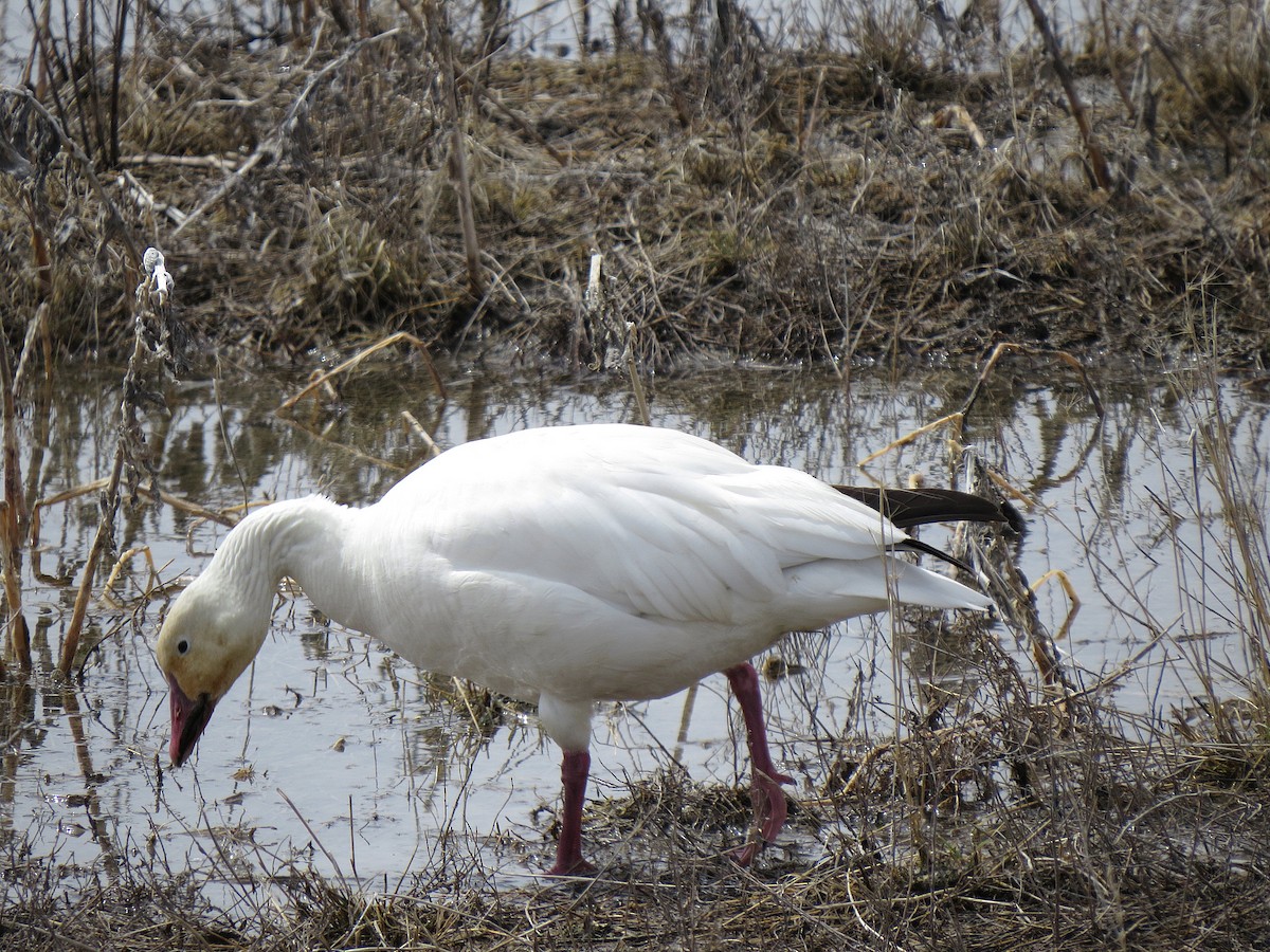 Snow Goose - ML95432431