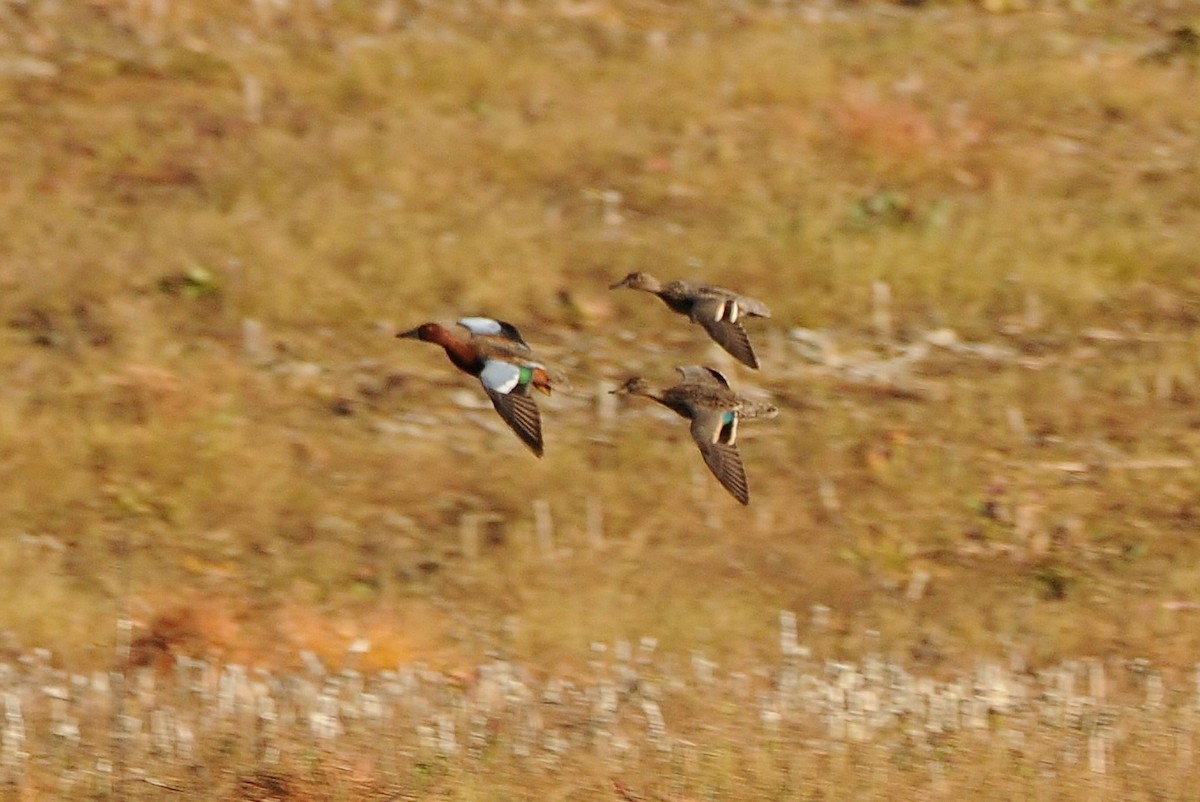 Cinnamon Teal - Rachel Hudson