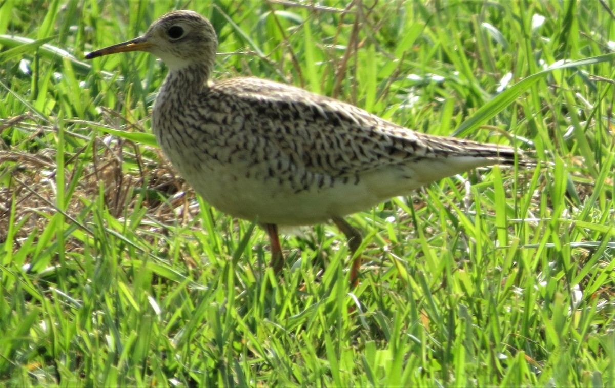 Upland Sandpiper - ML95434451