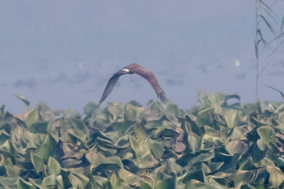 Aguilucho Pálido - ML95436371