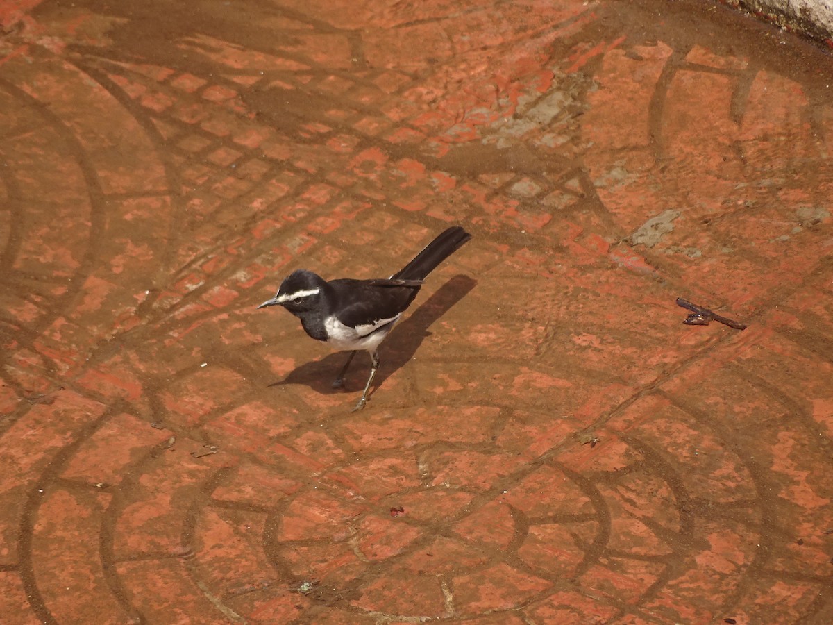 White-browed Wagtail - Sneha Dharwadkar