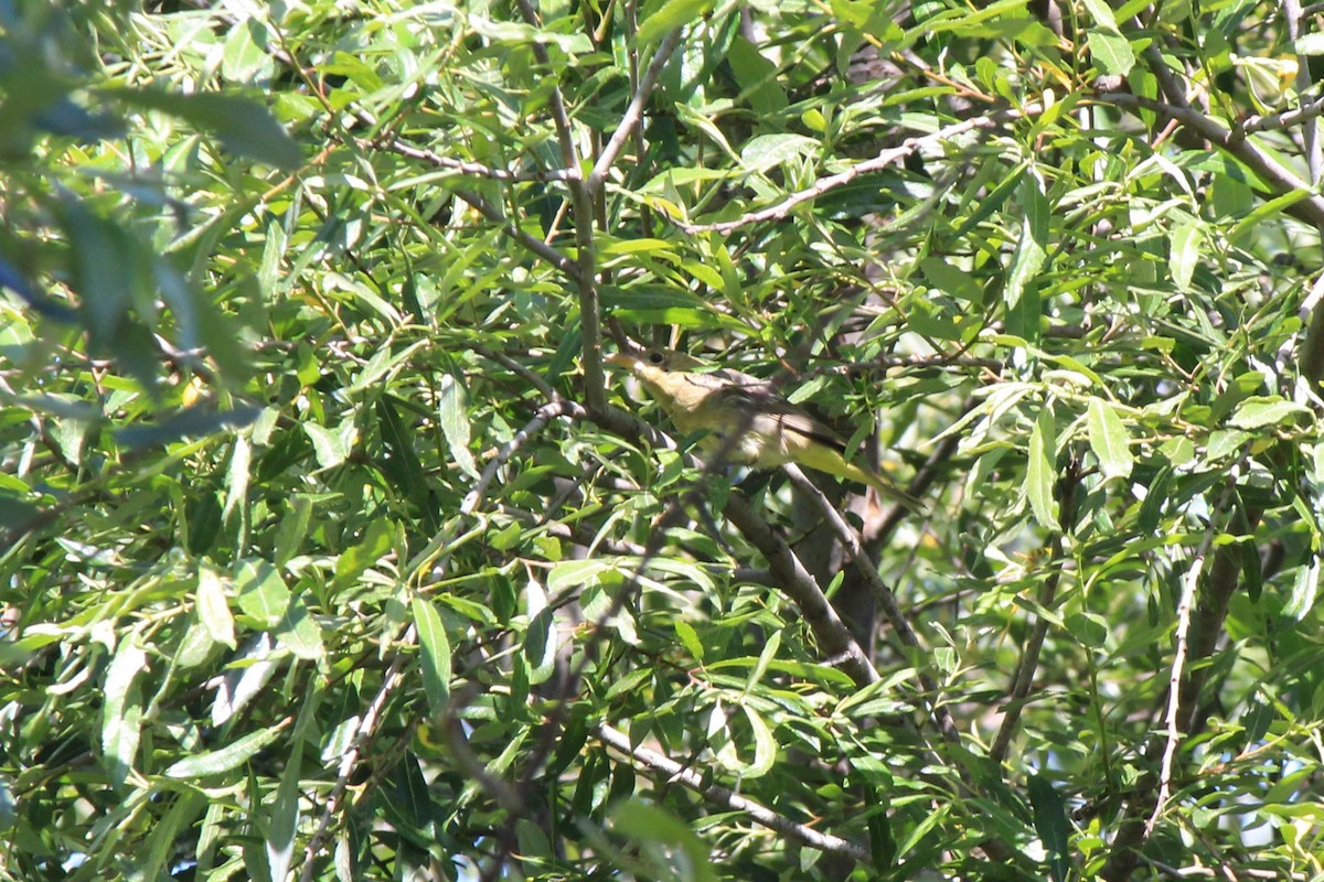 Western Tanager - ML95439361