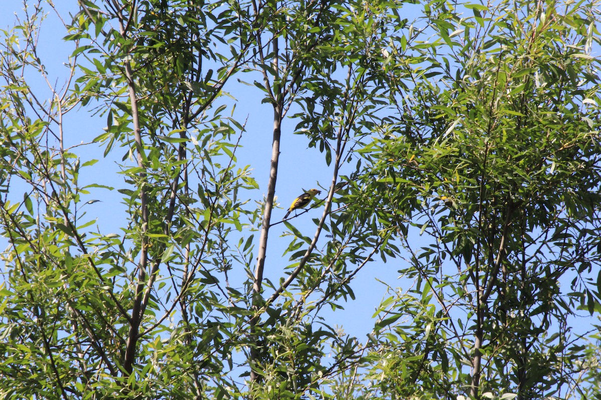 Western Tanager - ML95439401