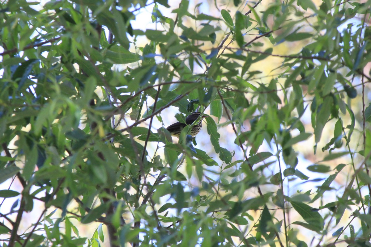 Northern Waterthrush - ML95439411