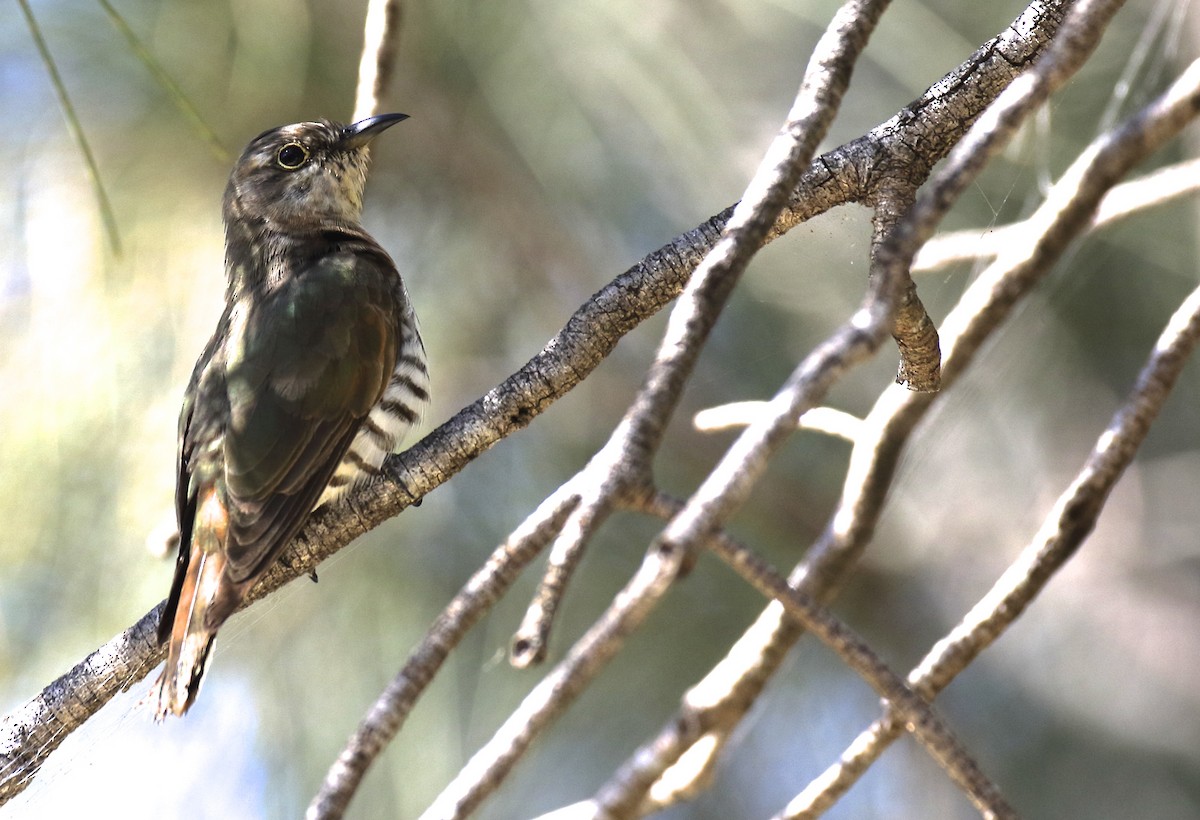 Little Bronze-Cuckoo - ML95439671