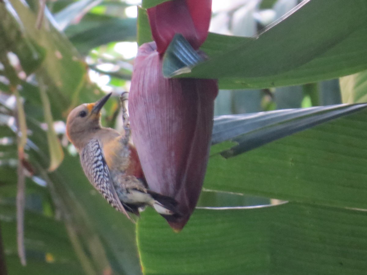 Yucatan Woodpecker - ML95441811