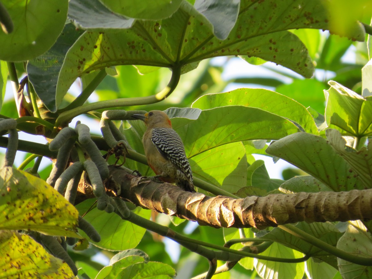 Yucatan Woodpecker - Jafeth Zablah