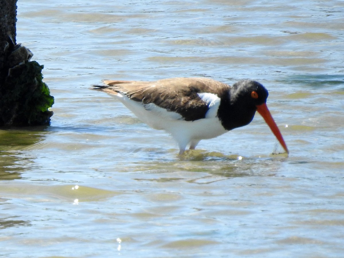 American Oystercatcher - ML95442011