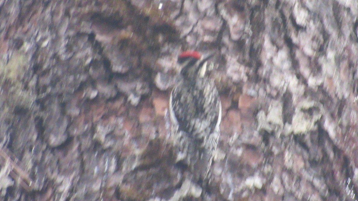 Yellow-bellied Sapsucker - ML95443191