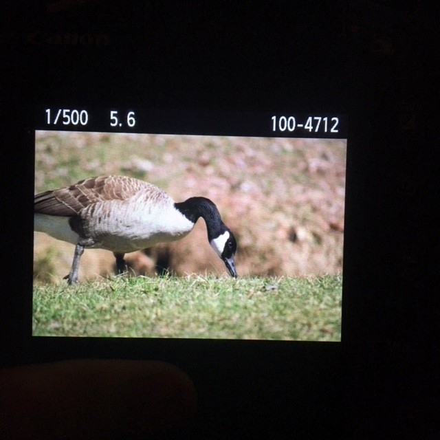 Canada Goose - ML95443481