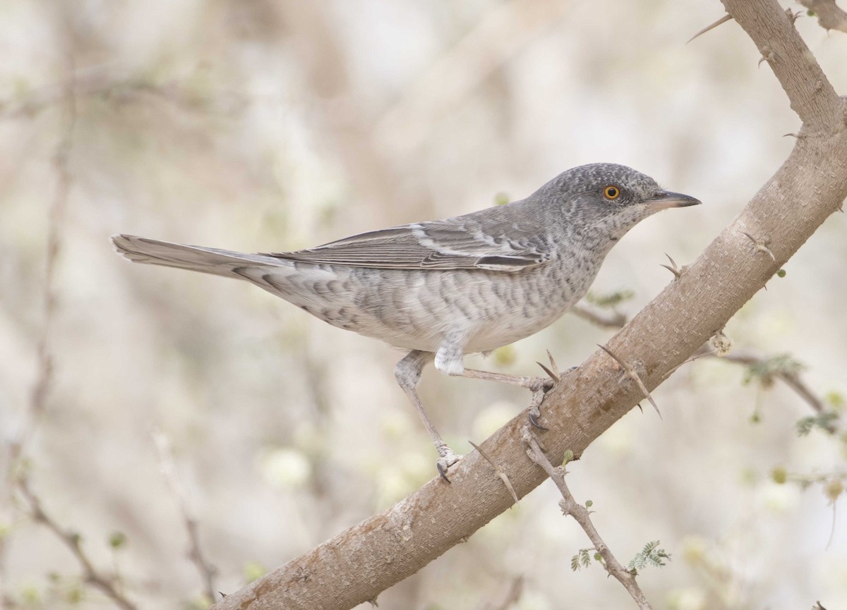 Barred Warbler - Huw Roberts