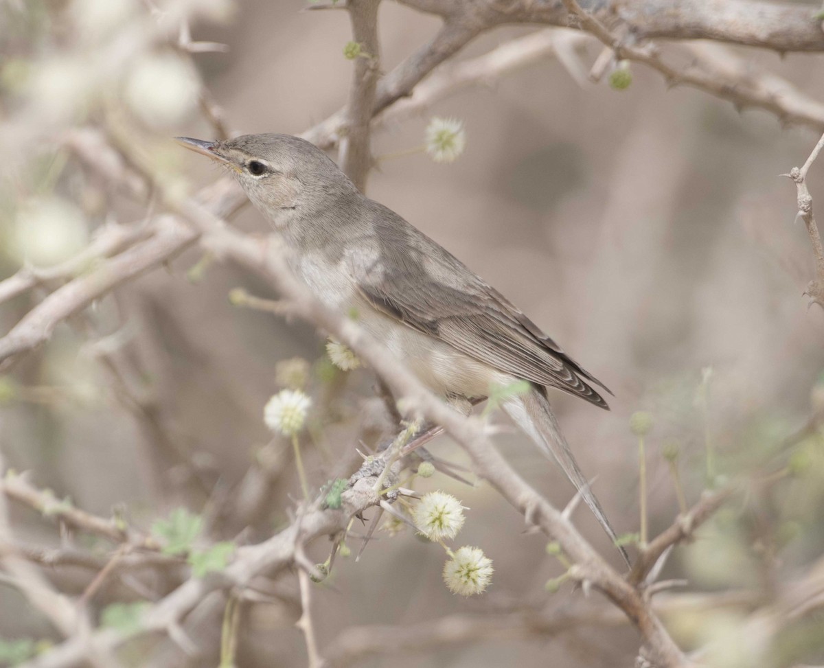 Eastern Olivaceous Warbler - Huw Roberts