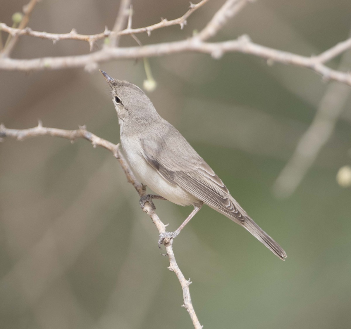 Eastern Olivaceous Warbler - ML95443951