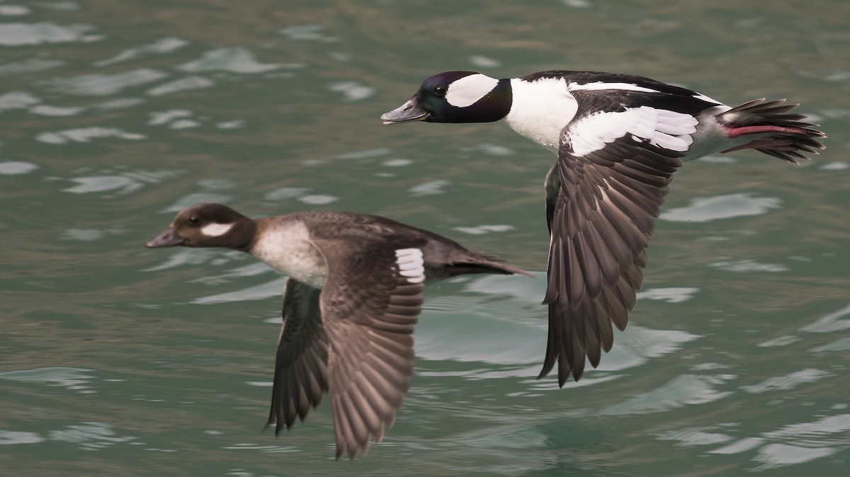 Bufflehead - ML95444011