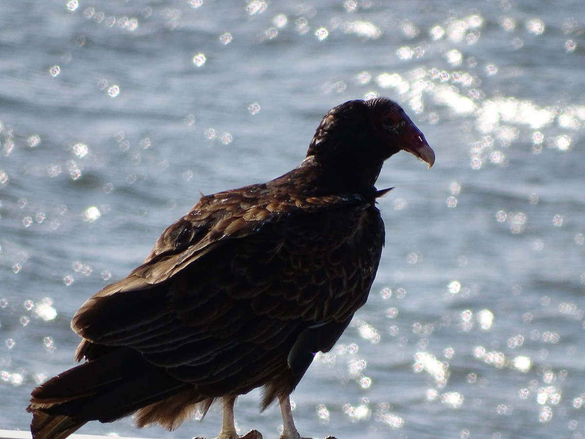 Turkey Vulture - ML95444581