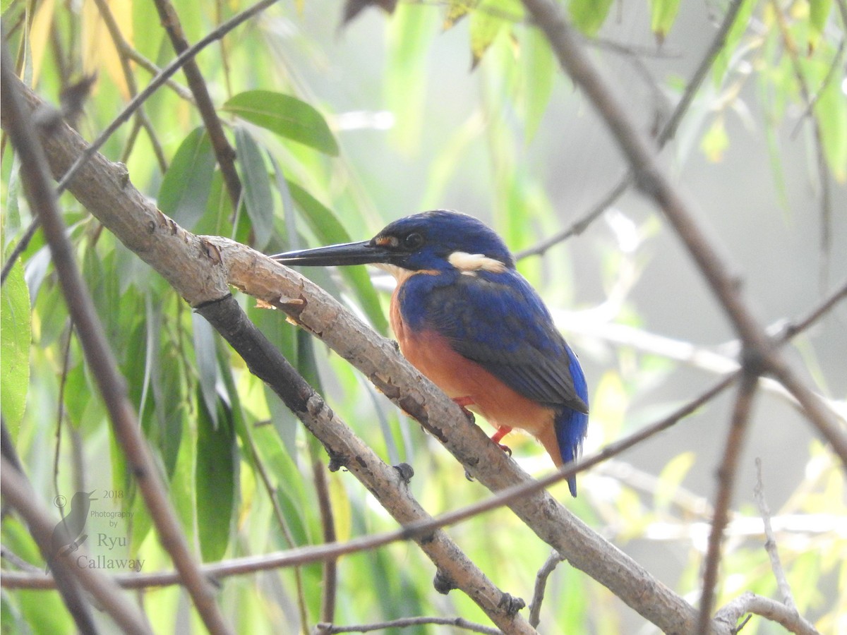 Azure Kingfisher - ML95445121