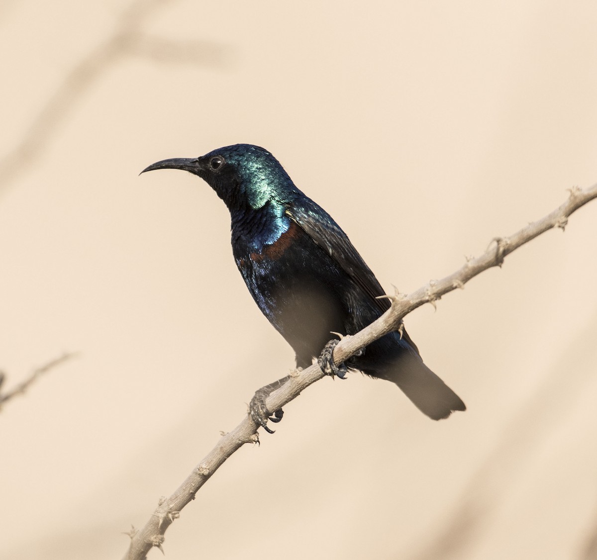 Purple Sunbird - Huw Roberts