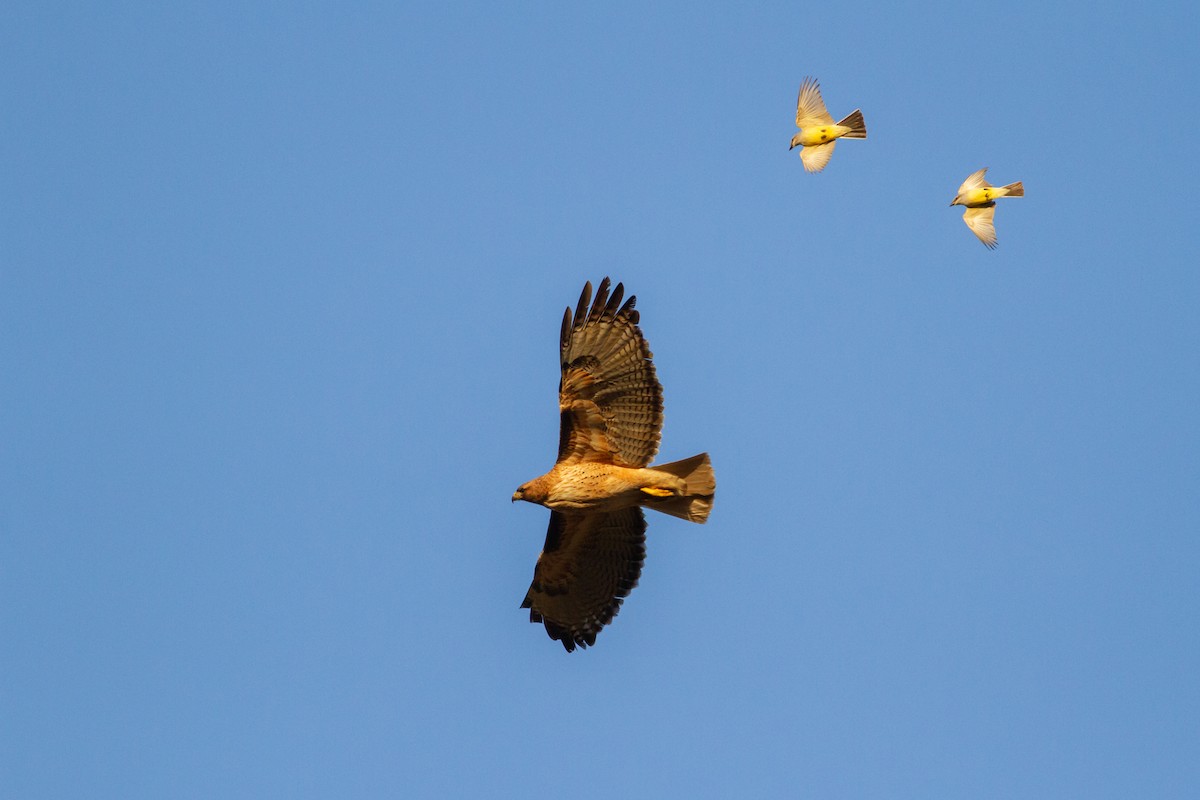 Red-tailed Hawk - Nathan French