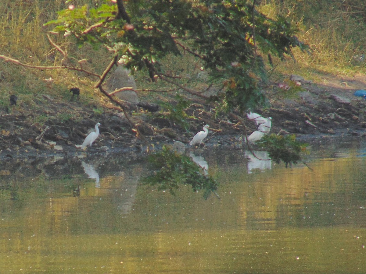 Snowy Egret - Lance d'Arc