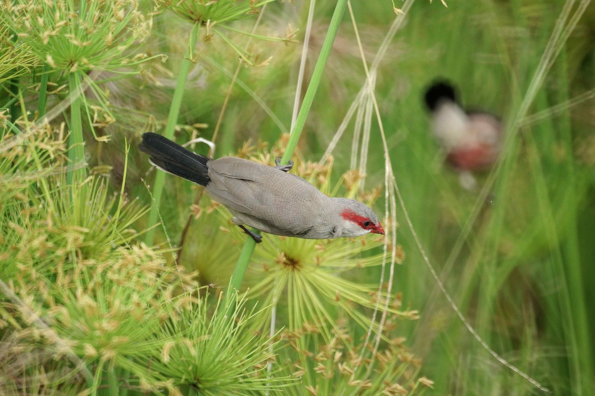 Black-rumped Waxbill - ML95446311