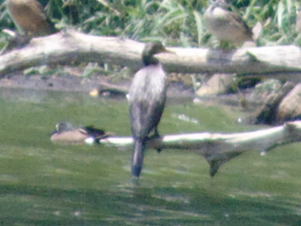 Neotropic Cormorant - ML95446391