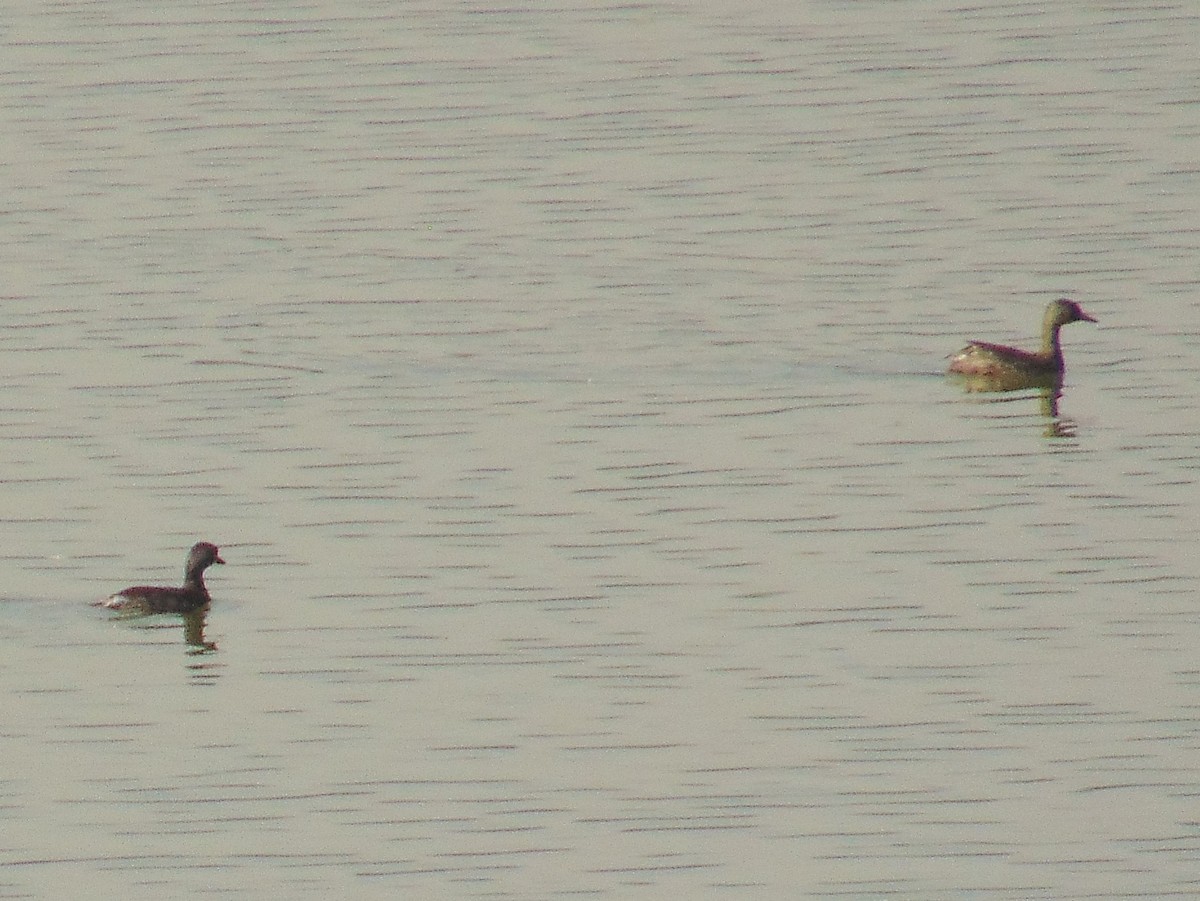 Least Grebe - Lance d'Ar