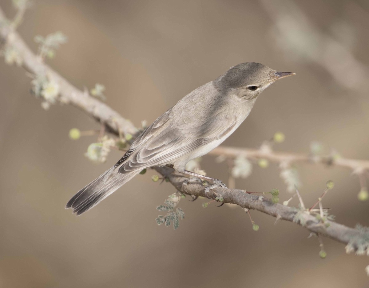 Eastern Olivaceous Warbler - ML95446671