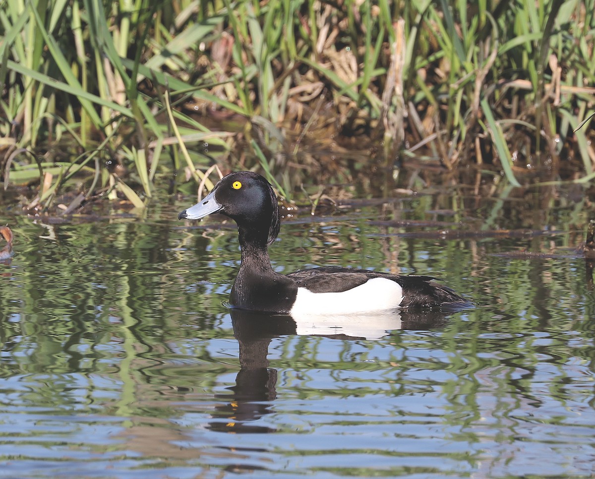 Tufted Duck - ML95446831
