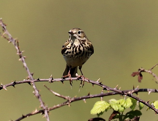 Meadow Pipit - ML95446891