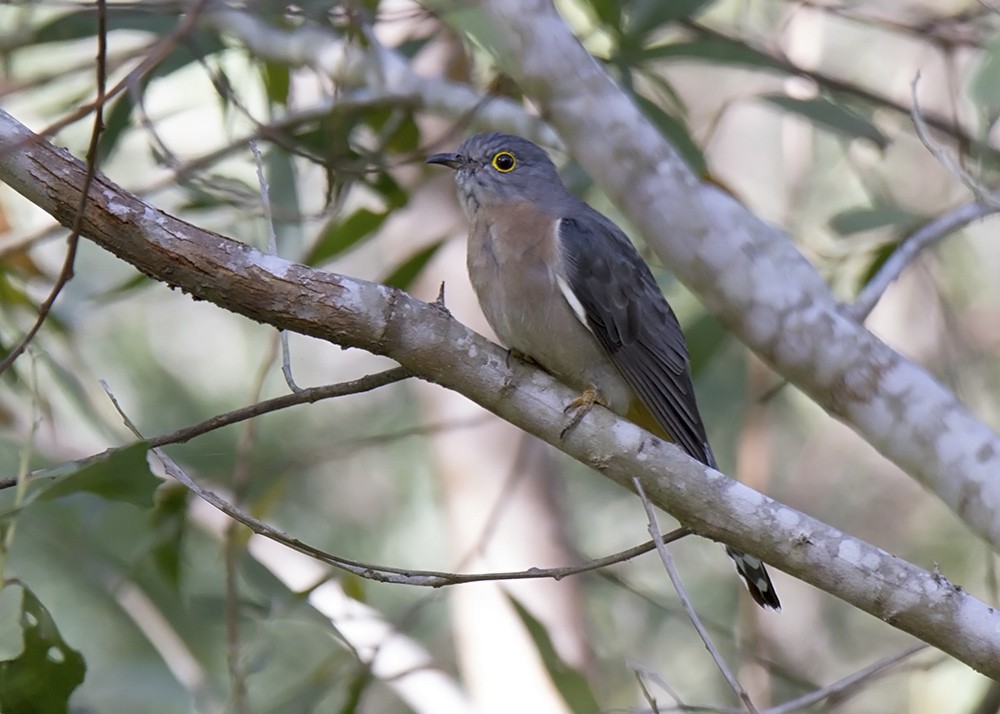 Fan-tailed Cuckoo - Stephen Murray