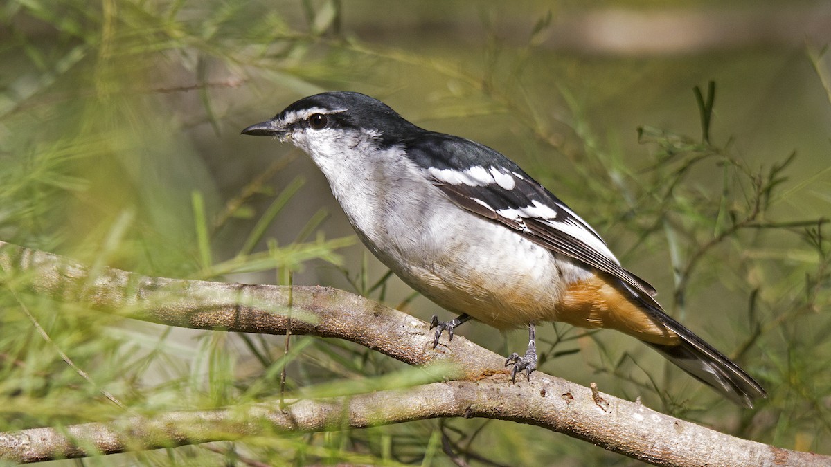 Varied Triller - Stephen Murray